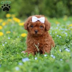 Precious, Cavapoo Puppy